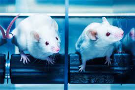 Researchers Successfully Restore Hearing in Mice