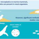 Microplastics have been found virtually everywhere, from the deepest ocean trenches to remote Arctic ice.