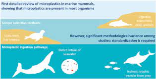 Microplastics have been found virtually everywhere, from the deepest ocean trenches to remote Arctic ice.