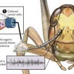 Aromas and Odors: Decoding the Insect Brain's Interpretation