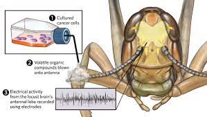 Aromas and Odors: Decoding the Insect Brain's Interpretation