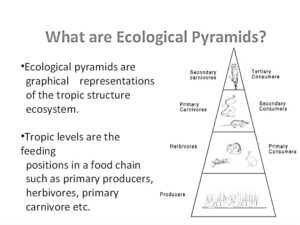 Ecological pyramids are crucial tools for visualizing the relationships between different organisms in an ecosystem. First introduced by Charles Elton in 1927, the concept of the ecological pyramid highlights how energy, biomass, and the number of organisms are distributed across various trophic levels. This blog will delve into the three main types of ecological pyramids: the Pyramid of Numbers, the Pyramid of Biomass, and the Pyramid of Energy.Types of Ecological Pyramids Pyramid of Numbers The Pyramid of Numbers serves as a graphical representation that illustrates the relationship between producers and consumers at different trophic levels. It showcases the number of individual organisms present at each level. Generally, the base of the pyramid consists of a large number of producers, which support fewer primary consumers, followed by even fewer secondary and tertiary consumers. Upright and Inverted Pyramids: Upright Pyramid: In a typical ecological scenario, this pyramid shape indicates that the biomass and number of producers are significantly larger compared to consumers. Inverted Pyramid: However, in some ecosystems, such as those dominated by a single large producer (like a tree), the pyramid may appear inverted. In this case, a single tree supports numerous birds, while even more parasites or insects may inhabit those birds, resulting in more consumers at higher trophic levels. Pyramid of Biomass The Pyramid of Biomass reflects the total mass of living matter at each trophic level. Unlike the Pyramid of Numbers, which focuses on the count of organisms, this pyramid emphasizes the weight of the biomass. Typically, producers like plants and trees form the broad base, while the biomass diminishes as one moves up to primary and secondary consumers.Example: Consider a single tree that has a substantial biomass due to its size and structure. Above this tree, many birds (primary consumers) reside, but their collective biomass is less than that of the tree. Similarly, secondary consumers, such as hawks preying on those birds, possess an even smaller biomass. Pyramid of Energy The Pyramid of Energy is perhaps the most critical of the three, illustrating the flow of energy through an ecosystem. Energy pyramids always have a pyramid shape, indicating that energy decreases as it moves up through trophic levels.Energy Transfer: For instance, if producers capture 1000 calories of energy through photosynthesis, they utilize a significant portion (about 900 calories) for their metabolic processes. This leaves approximately 100 calories for primary consumers that feed on these producers. As energy flows to secondary consumers and then to tertiary consumers, only a fraction of the energy is passed on, typically around 10% at each trophic level. The Importance of Ecological Pyramids Understanding ecological pyramids is essential for grasping the complexities of ecosystems. They provide a clear visual representation of the interactions and energy transfers between different trophic levels. By studying these pyramids, ecologists can assess the health and sustainability of ecosystems, making informed decisions about conservation and resource management. In summary, the ecological pyramid is a fundamental concept in ecology that emphasizes the intricate relationships among organisms and the flow of energy and matter within ecosystems. Whether discussing the number of organisms, their biomass, or the energy they represent, ecological pyramids serve as vital tools for understanding the natural world. For further information, visit:  https://www.bing.com/ Read our previous articles: https://scitechupdate.com/super-material-could-have-more-potential-than-graphene/ Sex and Gender Studies: Unlocking Equality and Social Justice https://scitechupdate.com/sex-and-gender-studies-unlocking-equality-and-social-justice/ Hitchhiking Aliens: New Research into Panspermia https://scitechupdate.com/hitchhiking-aliens-new-research-into-panspermia/ The Harmful Impact of the R-Word: Why It Needs to Be Retired https://scitechupdate.com/the-harmful-impact-of-the-r-word-why-it-needs-to-be-retired/ Social Media’s Negative Effects on Teenagers’ Brain https://scitechupdate.com/social-media-negative-effects-teenagers-brain/ Japan’s CO2-Absorbing Concrete Home https://scitechupdate.com/japans-co2-absorbing-concrete-home/ Utilizing Light Carbon Dioxide and Convert it into Valuable Products https://scitechupdate.com/utilizing-light-carbon-dioxide-and-convert-it-into-valuable-products/ Scientists Pioneer Stable Efficient Next-Gen Solar Cells https://scitechupdate.com/scientists-pioneer-stable-efficient-next-gen-solar-cells/ Einstein’s Theory Confirmed: Antigravity Challenged https://scitechupdate.com/einsteins-theory-confirmed-antigravity-challenged/ https://scitechupdate.com/breast-cancer-in-men/ https://scitechupdate.com/scientists-proved-einsteins-emc%c2%b2-by-converting-light-into-matter/ https://scitechupdate.com/physicist-suggests-gravity-can-exist-without-mass/ https://scitechupdate.com/how-long-does-covid-19-remain-in-your-body/ Revolutionary Material Converts Sunlight and Water into Clean Fuel https://scitechupdate.com/revolutionary-material-converts-sunlight-and-water-into-clean-fuel/ Signs of a Hidden Universe Found on the Ocean Floor https://scitechupdate.com/signs-of-a-hidden-universe-found-on-the-ocean-floor/ Researchers find that the rate of global warming may soon decelerate https://scitechupdate.com/researchers-find-that-the-rate-of-global-warming-may-soon-decelerate/